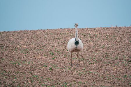 a white Nandu stands with other Nandus on a field in search of food