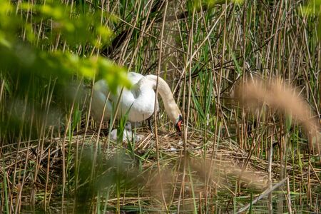 a swan with its little chicks is in a nest の写真素材