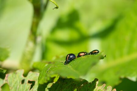 Metallic green, reddish or also bluish shining dock beetle, females at mating season with swollen,...
