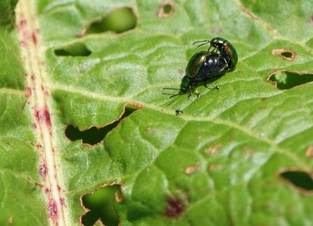 Metallic green, reddish or also bluish shining dock beetle, females at mating season with swollen, black abdomenの写真素材
