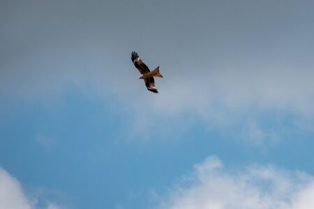 a red kite flies in the blue sky in search of prey