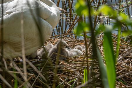 a swan with its little chicks is in a nest の写真素材