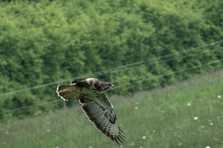 a buzzard flies over a meadow looking for preyの写真素材