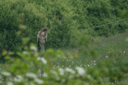 a buzzard sitting on an iron bar in a meadow looking for preyの写真素材