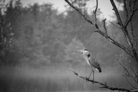 a Great White Egret stands on a branch by a lakeの写真素材