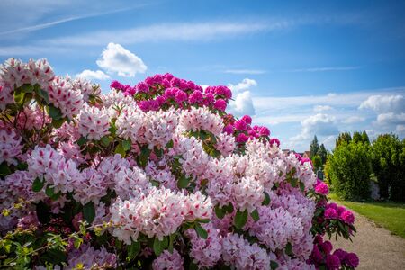 on a cemetery stands a huge rhododendron with pink flowers and the sky is blueの写真素材