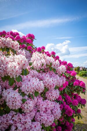 on a cemetery stands a huge rhododendron with pink flowers and the sky is blueの写真素材