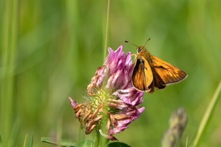 a small orange butterfly brown bullhead butterfly sits on a blossomの写真素材