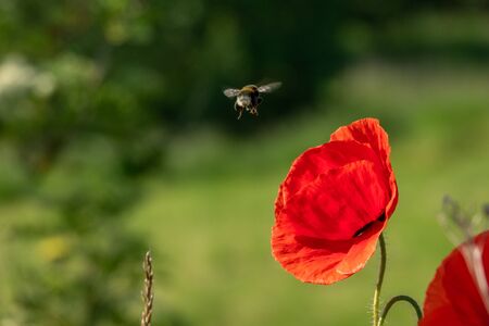 a bumblebee flies from one red poppy blossom to another