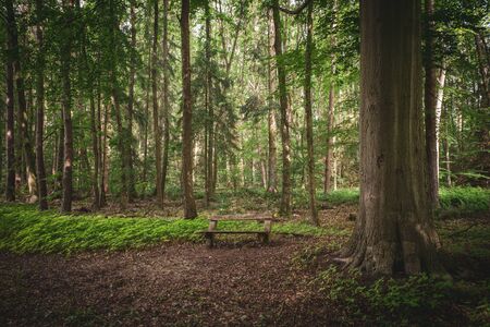 in a forest there is a park bench next to a big tree の写真素材