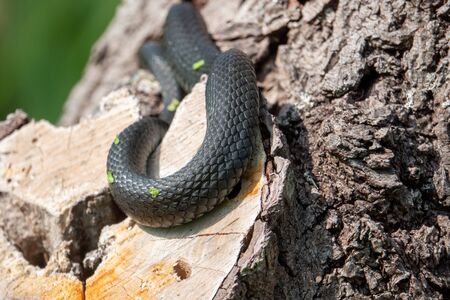 a great blindworm basks on an old tree trunkの写真素材