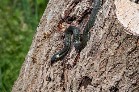 a great blindworm basks on an old tree trunkの写真素材