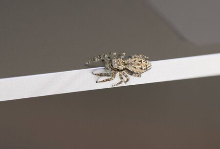a little jumping spider with green eyes is climbing around on a laptop