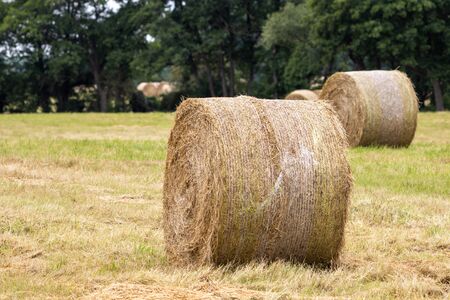 on a mowed meadow lie pressed round bales of hayの写真素材