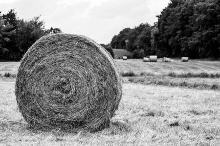 on a mowed meadow lie pressed round bales of hayの写真素材