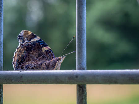 a close-up of a large butterfly sitting on an iron gridの写真素材