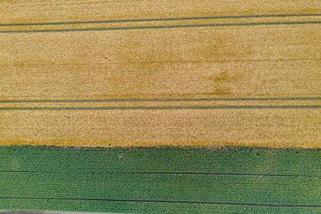 a drone photograph from a grain field shows parallel tractor tracks that form a patternの写真素材