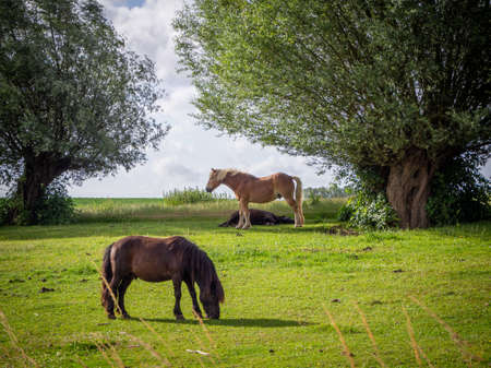 on a green meadow stand and lie some small horsesの写真素材