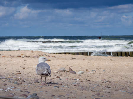 A gull runs across the beach of the Baltic Seaの写真素材