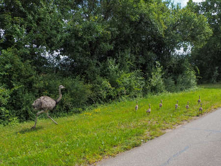 a nandu walks along a road with his eight chicksの写真素材
