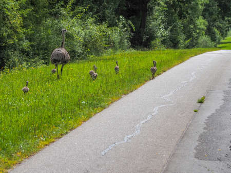 a nandu walks along a road with his eight chicksの写真素材