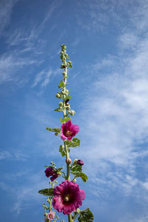 a bumblebee crawls into the flower of a red gladiolus blossomの写真素材