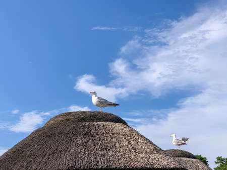 a seagull stands on the roof of a thatched beach houseの写真素材