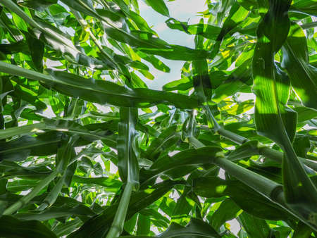 green corn plants in a corn field photographed from bottom to topの写真素材