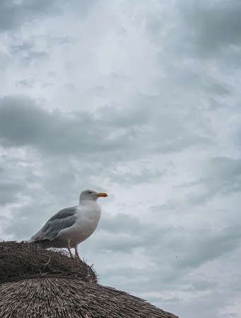 a seagull stands on the roof of a thatched beach houseの写真素材