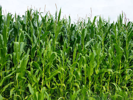 green corn plants in a corn fieldの写真素材