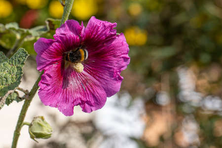 a bumblebee crawls into the flower of a red gladiolus blossomの写真素材