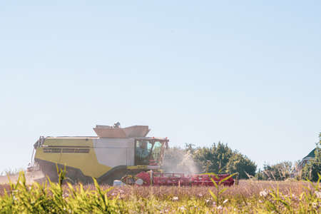 a combine harvests the rape in a field