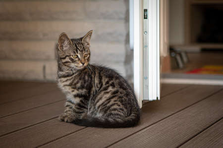 a young European shorthair cat sits on the terrace and looks into the cameraの写真素材