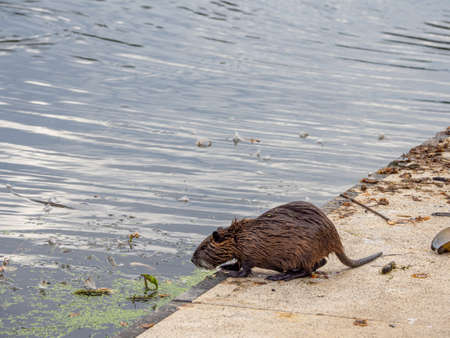 a nutria collects mussels in a lake to open them on the shoreの写真素材