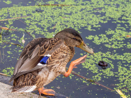 a duck eats duck fleece on the shore of a lakeの写真素材
