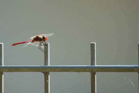 a red firefly dragonfly sits on a fence and looks into the cameraの写真素材