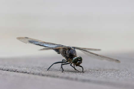 a blue flat-bellied dragonfly stands on a wooden floor