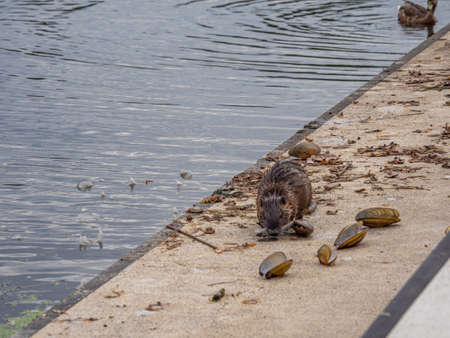a nutria collects mussels in a lake to open them on the shoreの写真素材