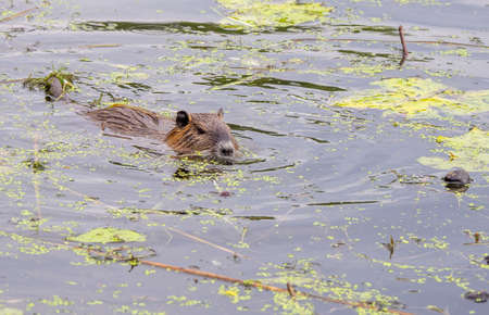 a nutria swims through a lake in search of foodの写真素材