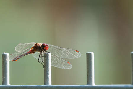 a red firefly dragonfly sits on a fence and looks into the cameraの写真素材