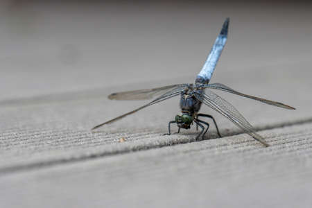 a blue flat-bellied dragonfly stands on a wooden floorの写真素材