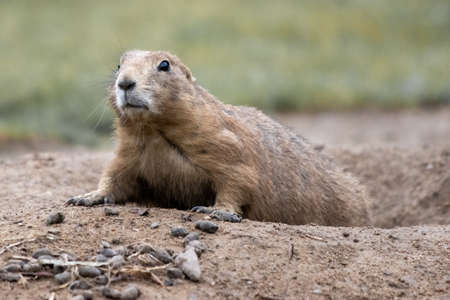 a gopher looks shyly out of his denの写真素材