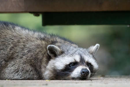 a raccoon lies completely relaxed on a wooden floorの写真素材