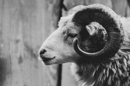 a close-up of a ram with its one powerful hornの写真素材
