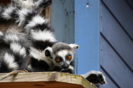 a group of lemurs sits snuggled up close to each other