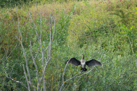 a big cormorant sits with spread wings in a tree