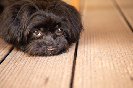 a cute little black Bolonka Zwetna dog looks sadly into the cameraの写真素材