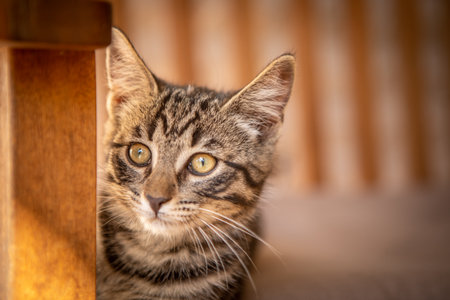 a cute little European house cat lies comfortably on an armchairの写真素材