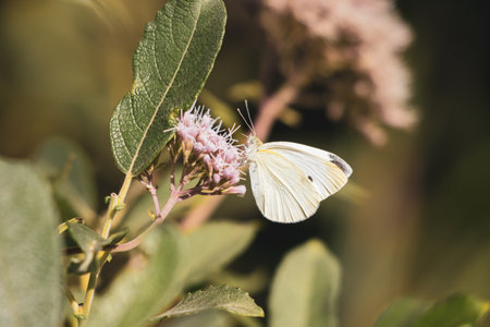 a cabbage white sitting on a pink blossom of a shrubの写真素材