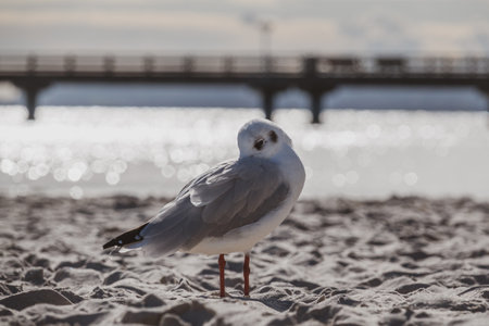a small seagull stands in the white beach sand of the Baltic Seaの写真素材